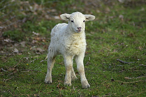 lamb, passover, cute, easter, schäfchen, sweet, young animal HD wallpaper