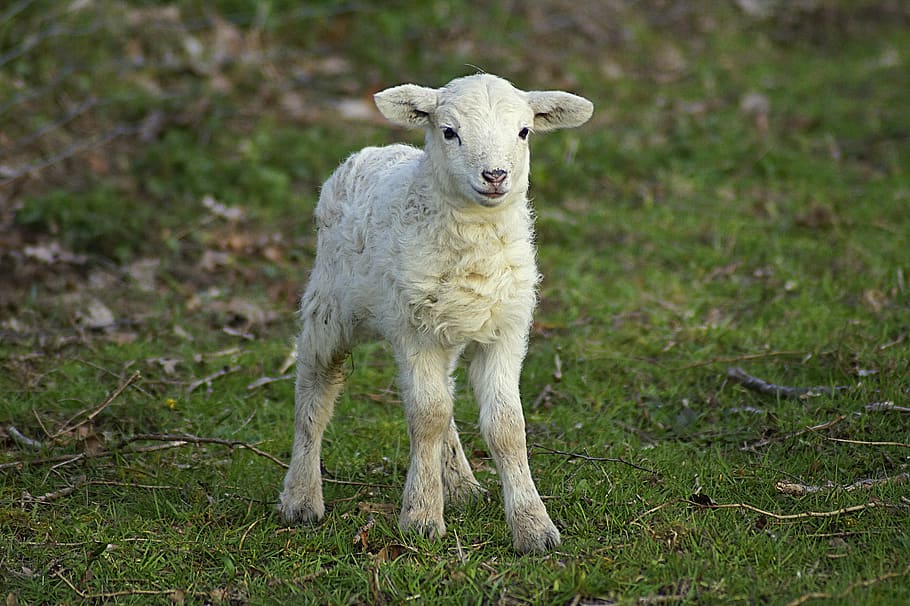 lamb, passover, cute, easter, schäfchen, sweet, young animal, HD wallpaper