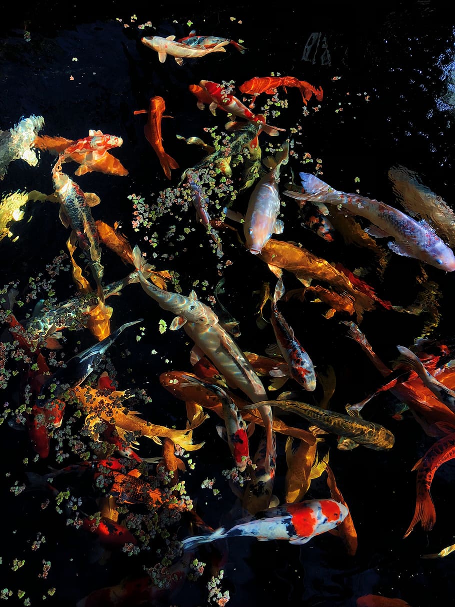 shoal of koi fish, water, underwater, swimming, animal themes, HD wallpaper