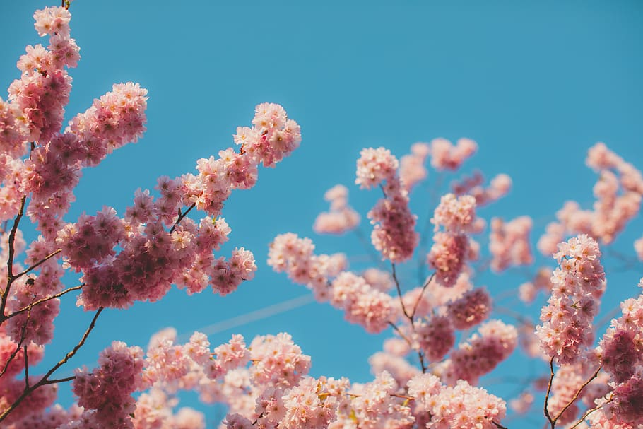 pink and white tree, plant, flower, cherry, cherry blossom, spring HD wallpaper