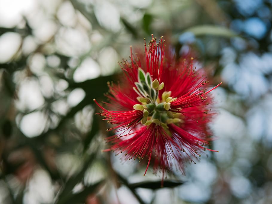 red, plant, needle, blurred, green, garden, botanical, flower HD wallpaper