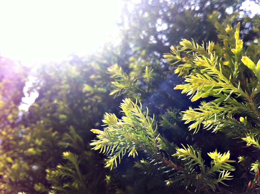 india, gangtok, pine, plant, growth, nature, beauty in nature HD wallpaper