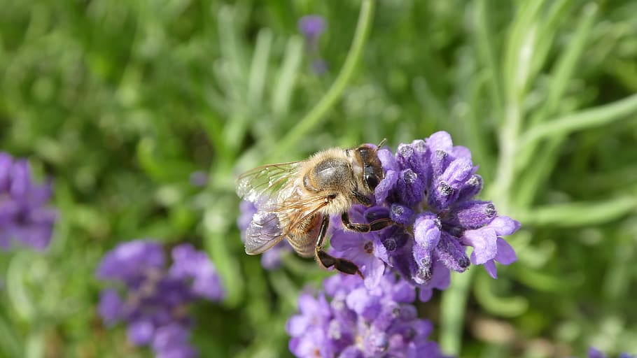 bee, insect, lavender, pollination, close up, violet, purple HD wallpaper