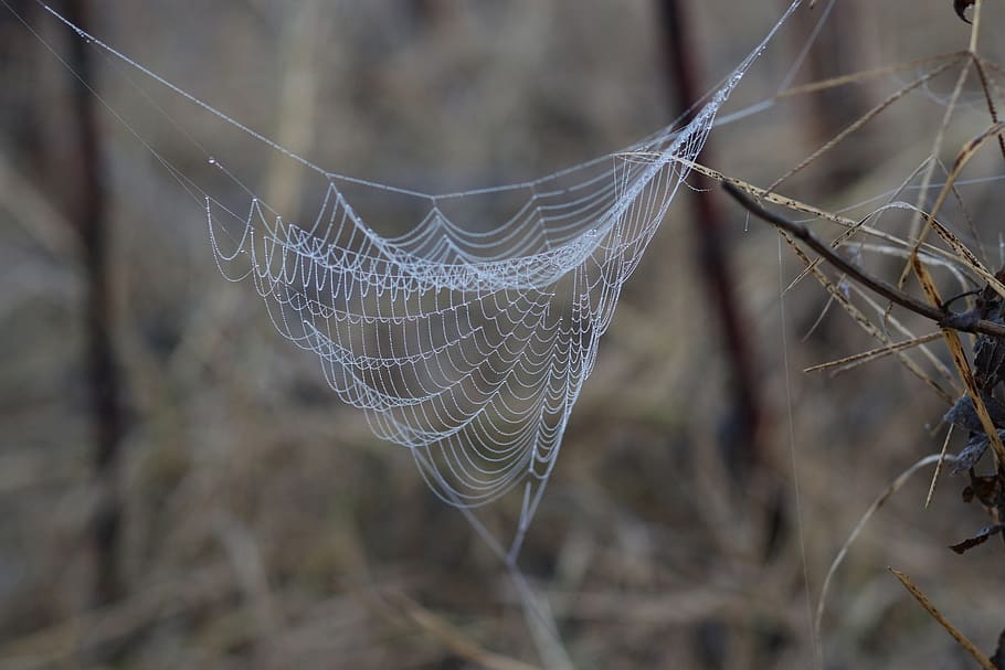 spider web, drops, wet, dew, in the morning, water, nature HD wallpaper