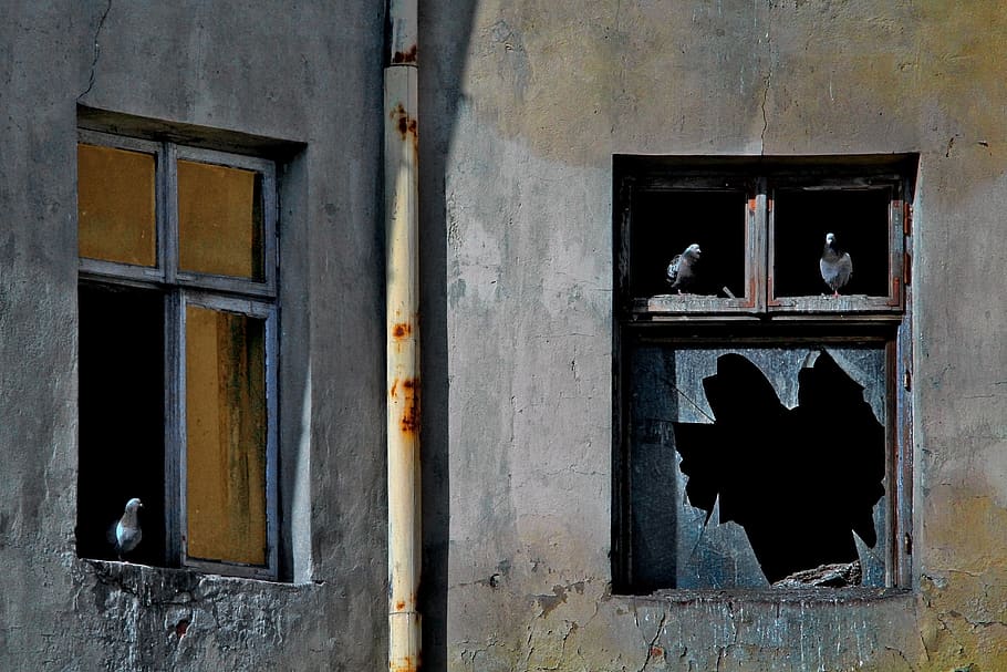 the window, pane, pigeons, old, animal themes, architecture HD wallpaper