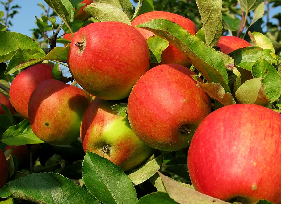 fruit, apple, ripe, harvest, garden, food and drink, healthy eating HD wallpaper