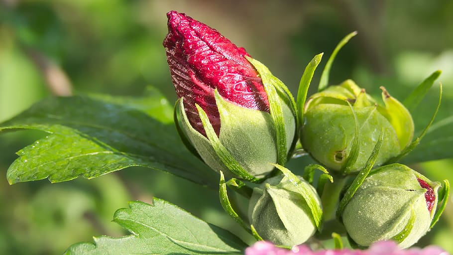 nature, leaf, plant, flower, summer, garden, close up, bud HD wallpaper