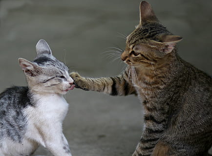 cat, two, play, animals, cute, funny, domestic animals, pets HD wallpaper