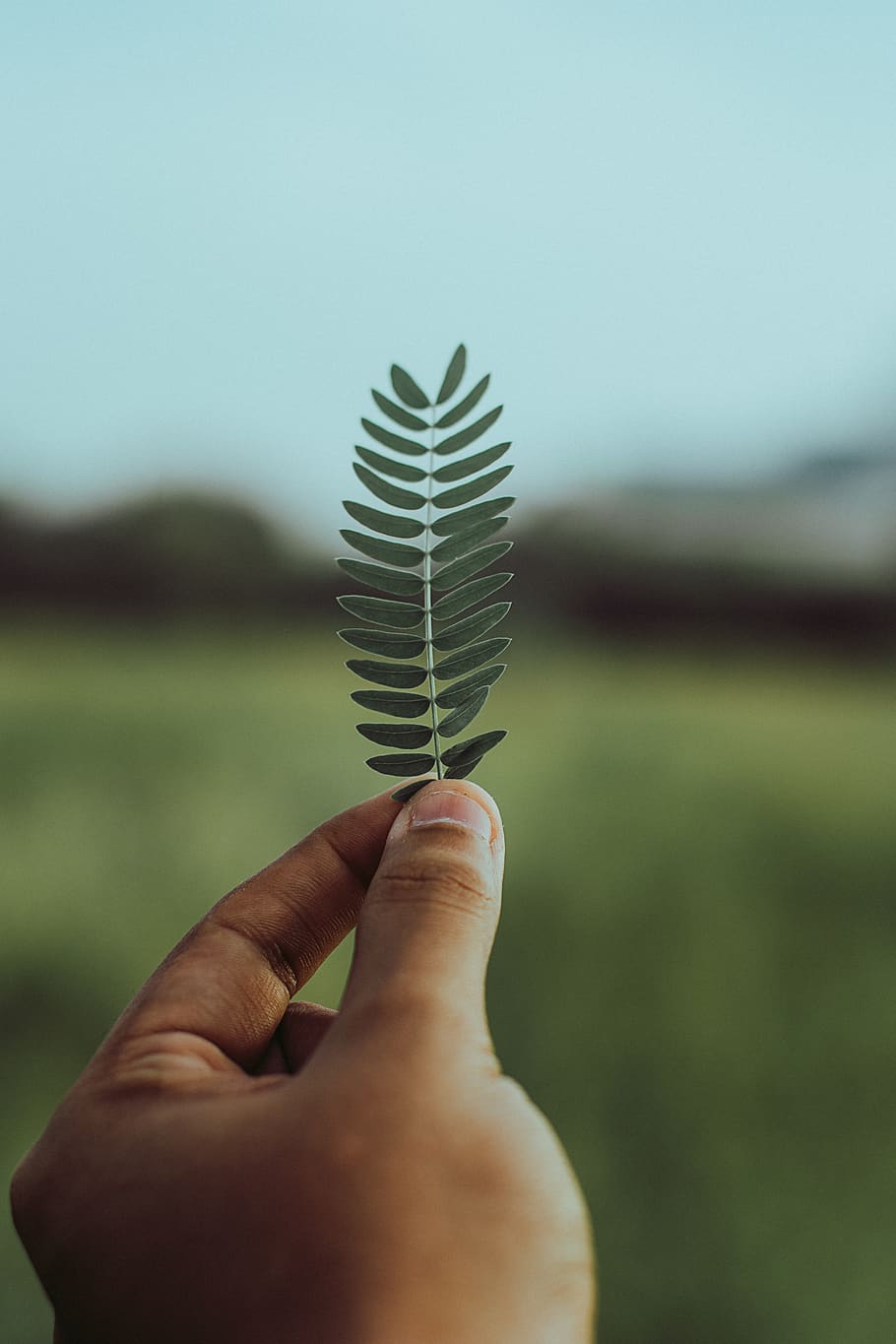 Person Holding A Leaf, hand, macro, human hand, human body part HD wallpaper