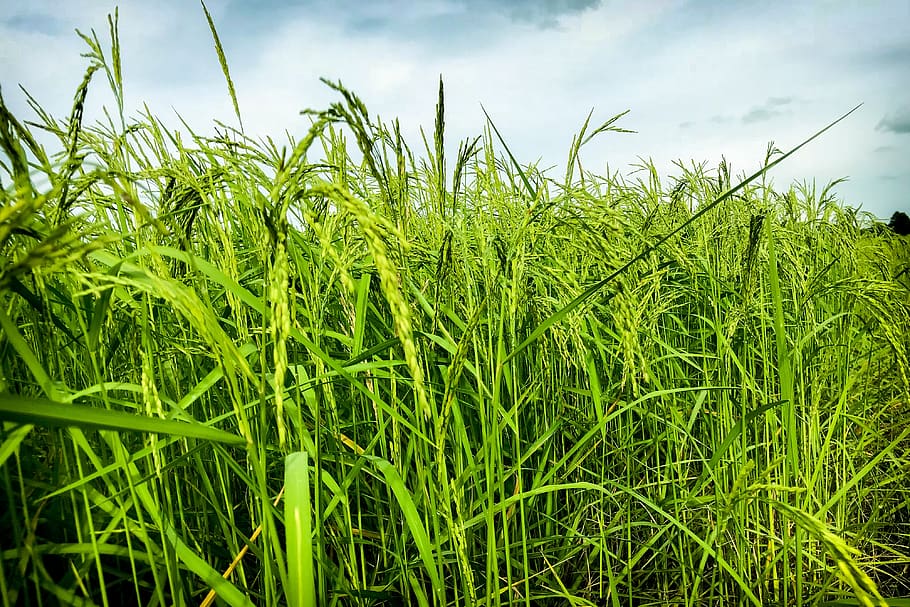 cornfield, vole, nature, rice, information, sky, summer, the landscape HD wallpaper