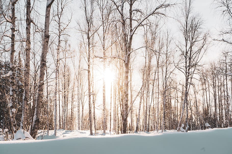 sun piercing through trees, sunlight, nature, outdoors, vegetation HD wallpaper