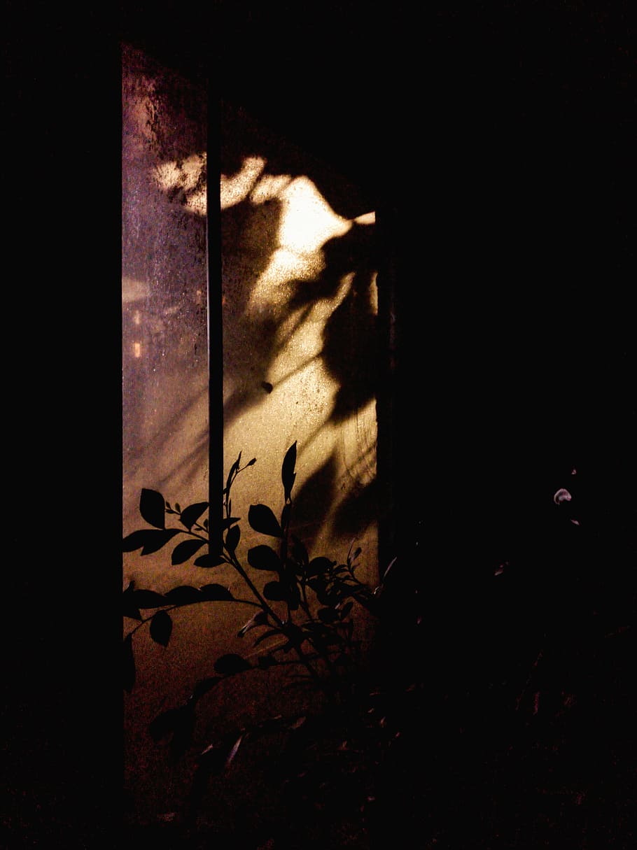 silhouette of plants, shadow, wall, floral, flowers, botanic HD wallpaper