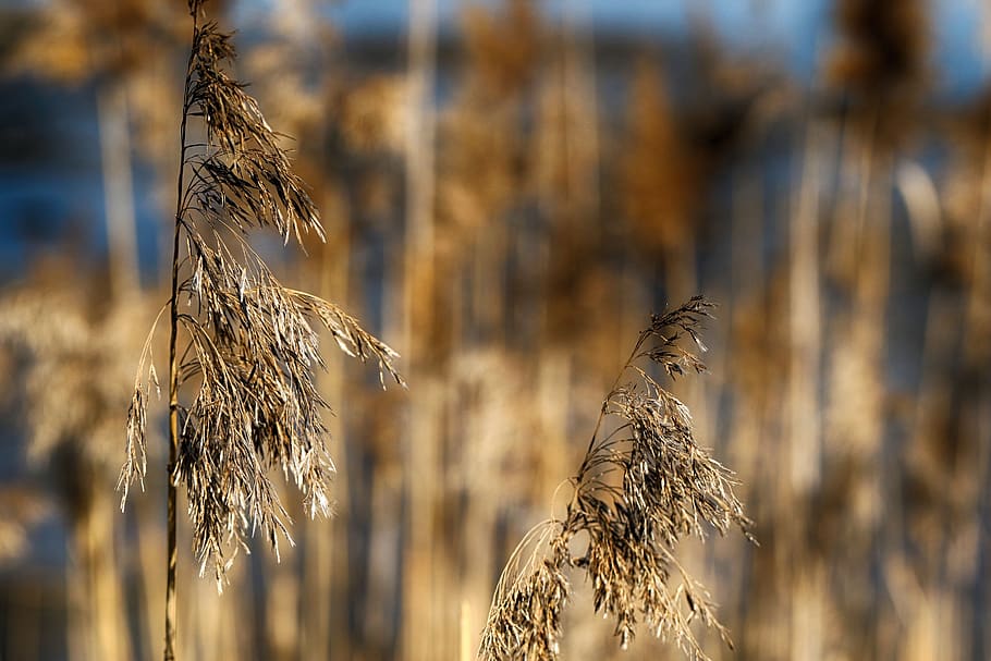 straw, grass, growth, meadow, field, animal wildlife, no people HD wallpaper