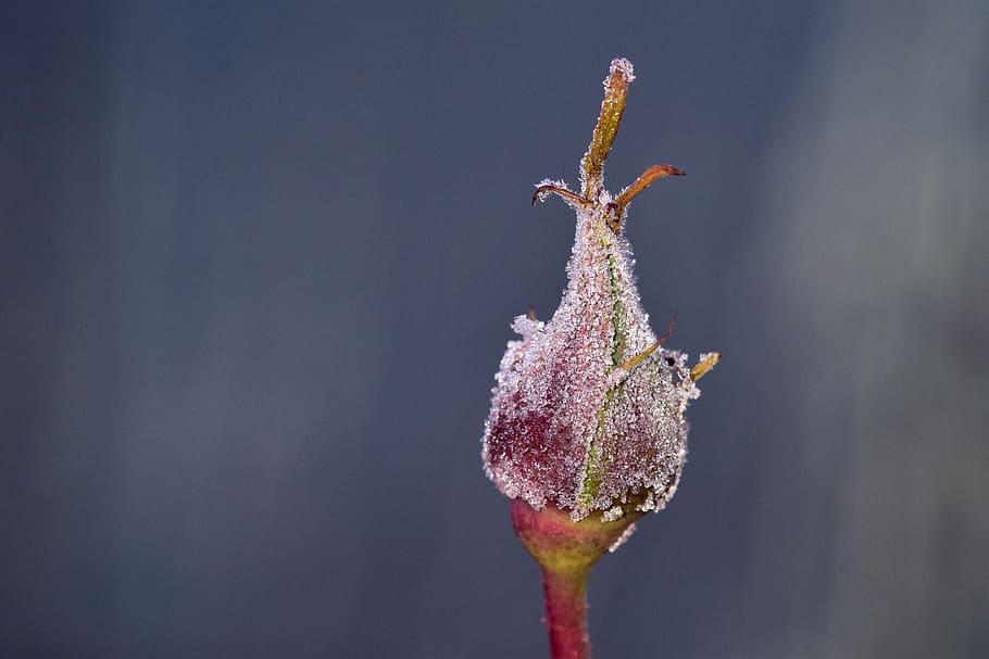 frost, winter, cold, bud, rosebud, frozen, ice, eiskristalle HD wallpaper