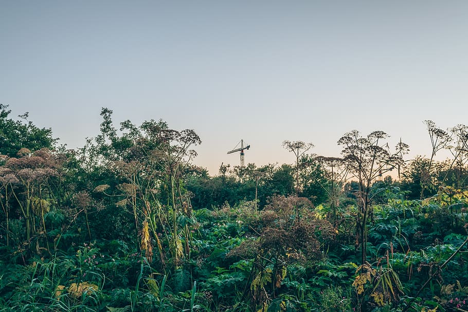netherlands, schellingwoude, jungle, foliage, green, sky, trees HD wallpaper