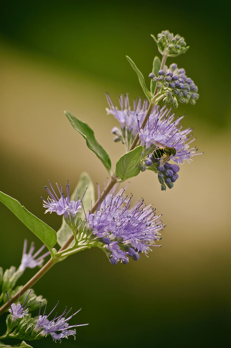 insect, flower, bee, flowering plant, purple, fragility, vulnerability HD wallpaper