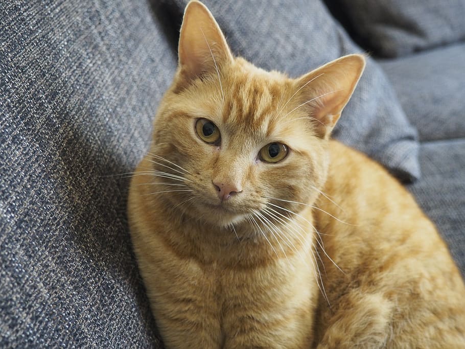 orange tabby cat, domestic cat, feline, pets, animal, domestic animals HD wallpaper
