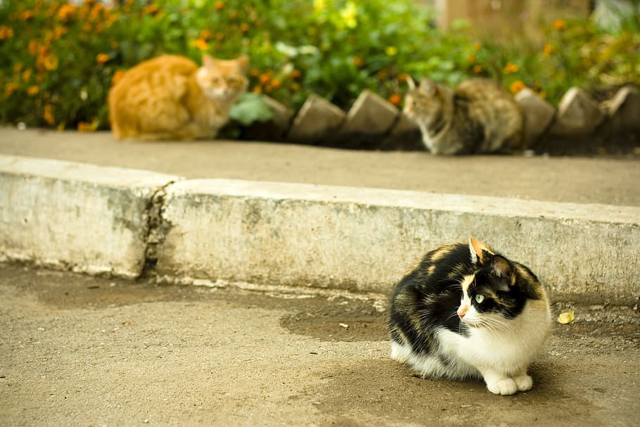 cats, three, street, pets, feline, animal themes, mammal, one animal HD wallpaper