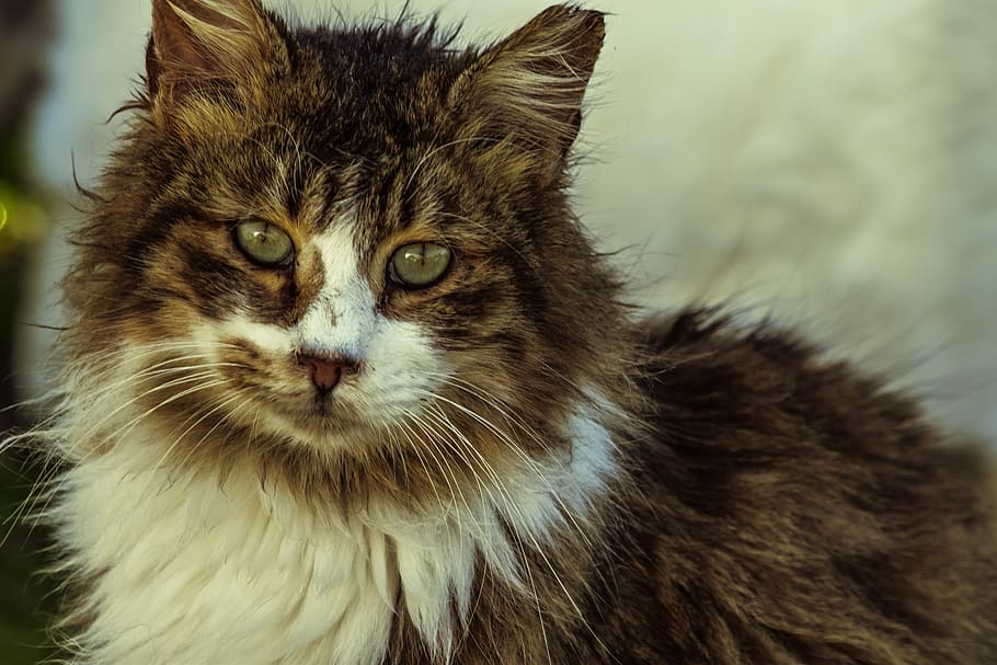 cat, stray, eyes, looking, mammal, animal, cute, portrait, fur HD wallpaper