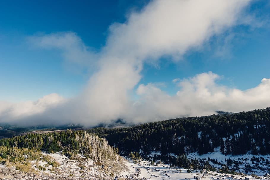 trees, forest, fields, snow, sky, clouds, nature, landscape HD wallpaper