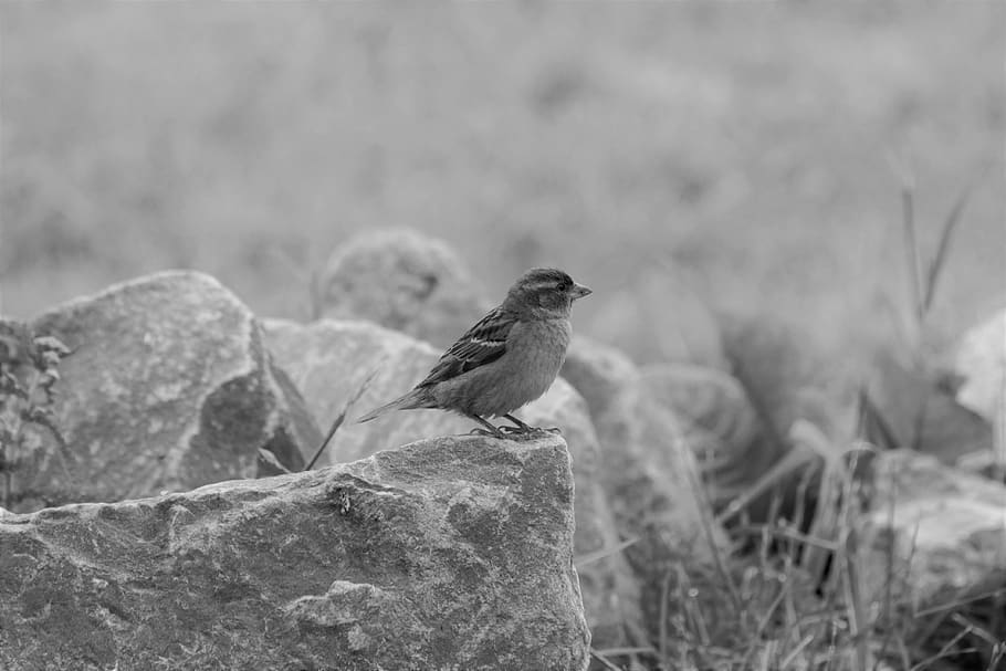 bird, black and white, vertebrate, animals in the wild, animal themes HD wallpaper