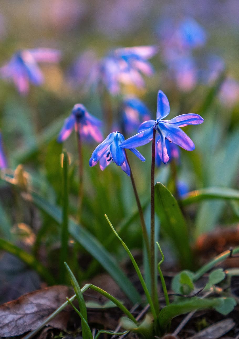 scilla siberica, flower, bloom, blossom, spring, blue, garden, HD wallpaper