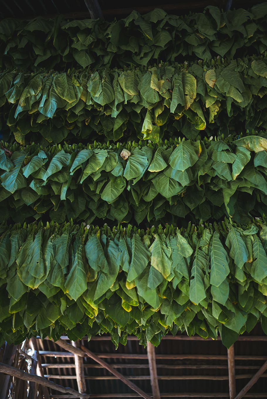 cuba, cienfuegos, cigar, traditional, tobacco leaves, green, HD wallpaper
