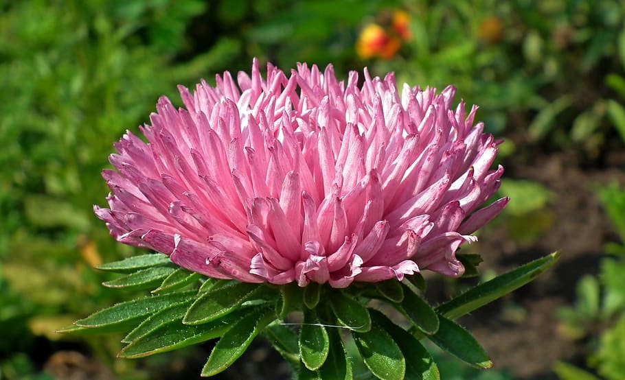aster, flower, pink, garden, nature, closeup, summer, blooming HD wallpaper