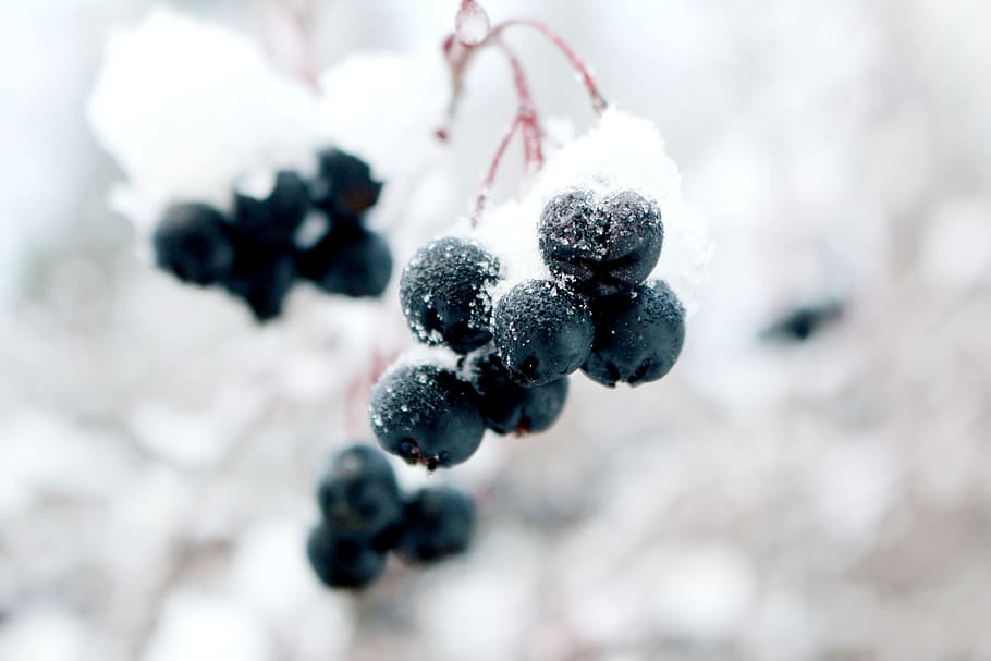 frozen, grapes, winter, snow, crystal, snow crystal, berry HD wallpaper