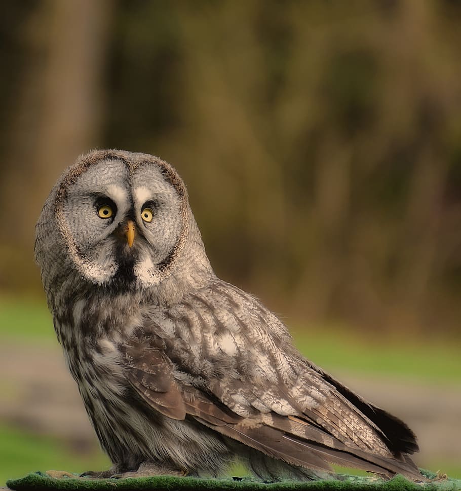bart owl, bird, feather, animals, wild bird, cute, head, bill HD wallpaper