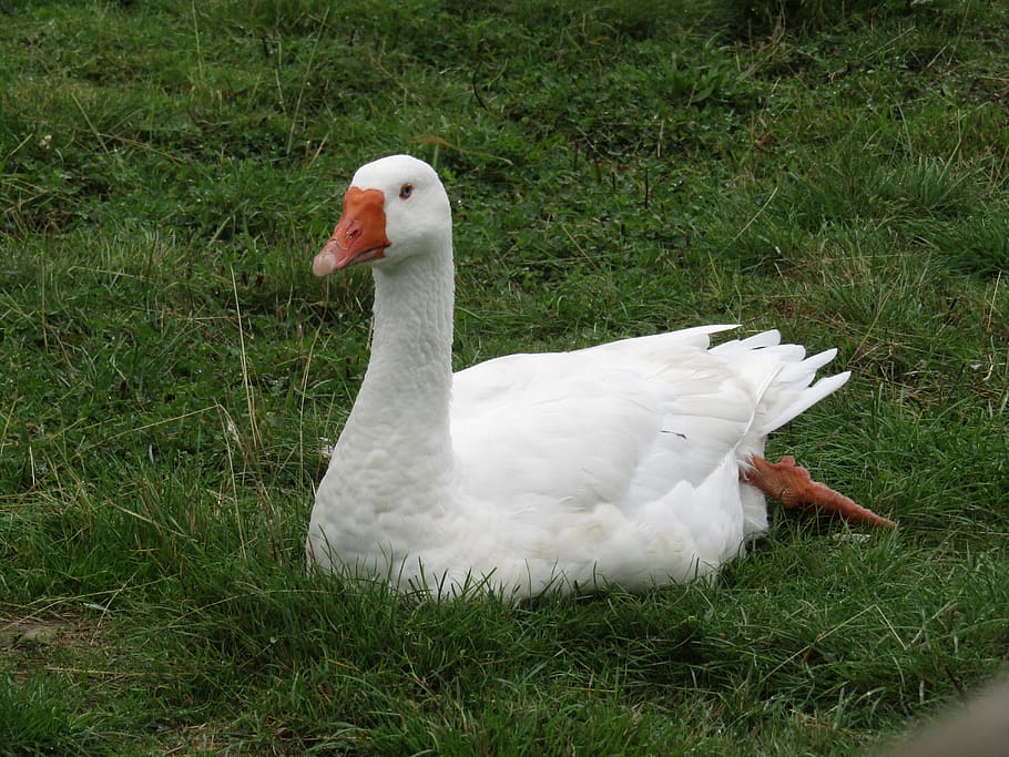 swan, bird, swim, animal themes, vertebrate, grass, animals in the wild HD wallpaper