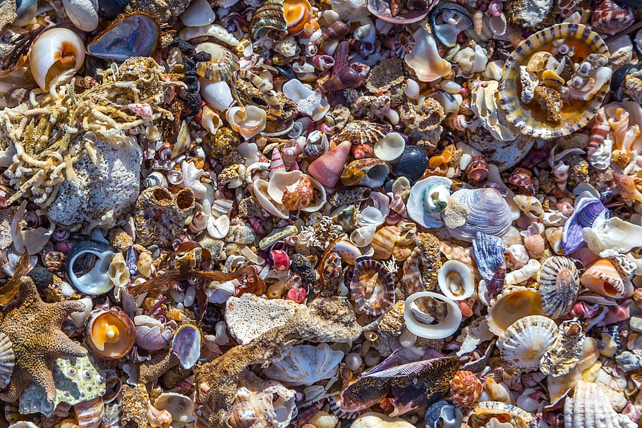 australia, manyana, beach, shells, animal, animal wildlife HD wallpaper