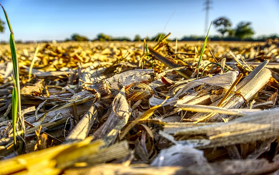 corn, field, harvested, mowed, cleared, empty, broken, rest HD wallpaper