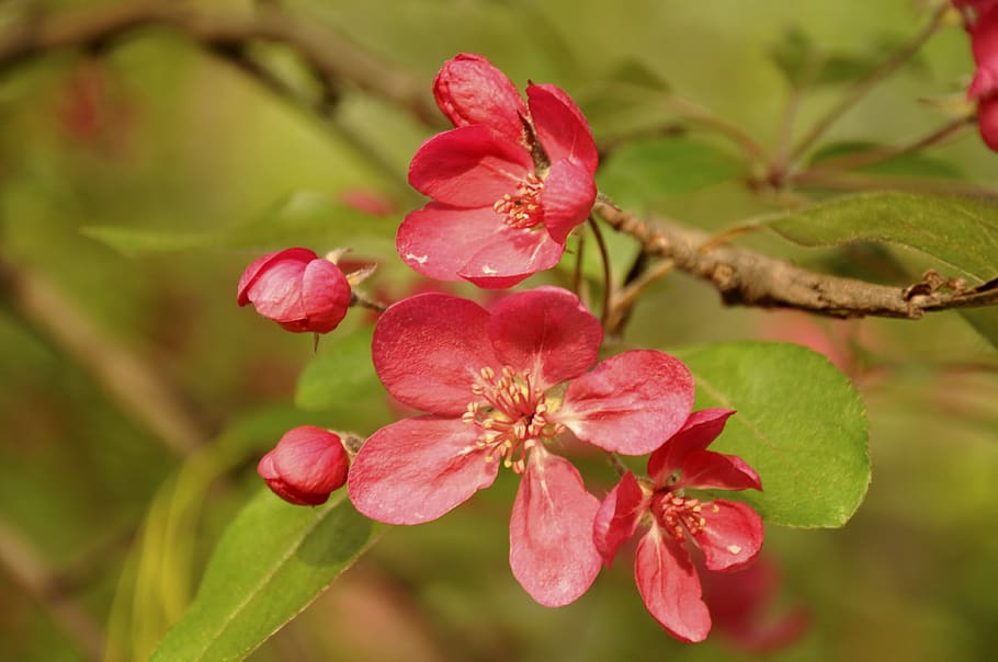 spring, flower, spring flower, bloom, flowering tree, flowers HD wallpaper
