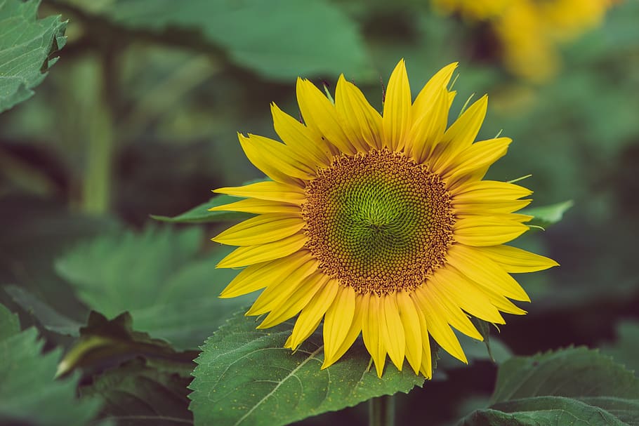 sunflower-flower-plant-nature.jpg