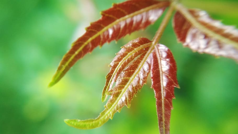 leaves, green, brown, macro, bokeh, red, magenta, maroon, stem HD wallpaper