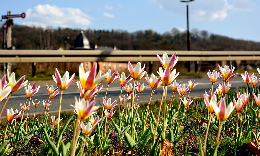 spring, flowers, road, nature, plant, flowering plant, growth HD wallpaper