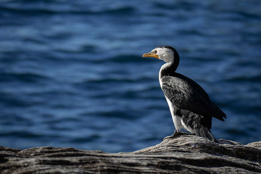 bird, water, stone, nature, water bird, animal, schwimmvogel HD wallpaper
