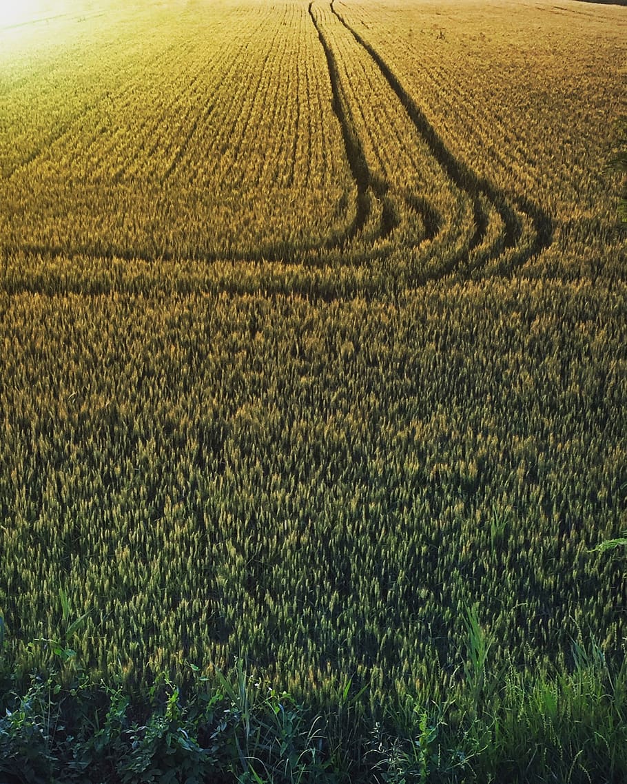 green, sunset, summer, country, countryside, corn, yellow, cornfield HD wallpaper