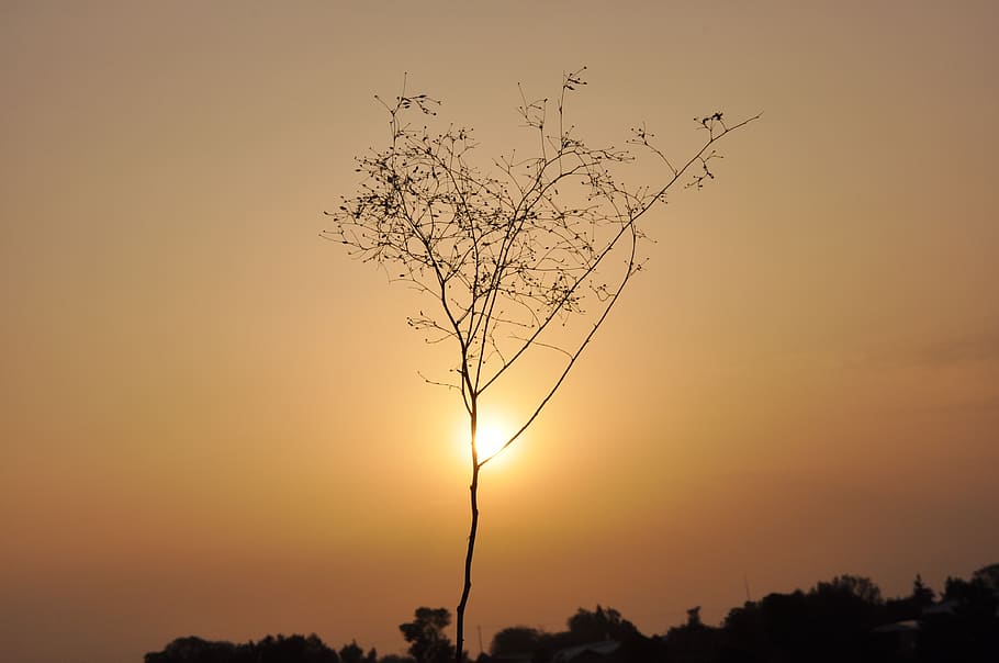 sunset, nature, abendstimmung, dusk, mood, sky, romance, tree HD wallpaper
