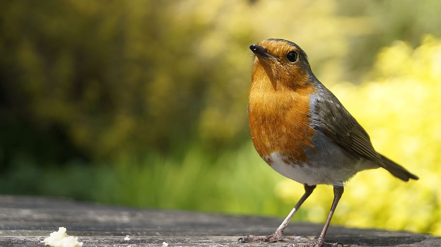robin, bird, garden, close up, one animal, animal themes, animal wildlife HD wallpaper