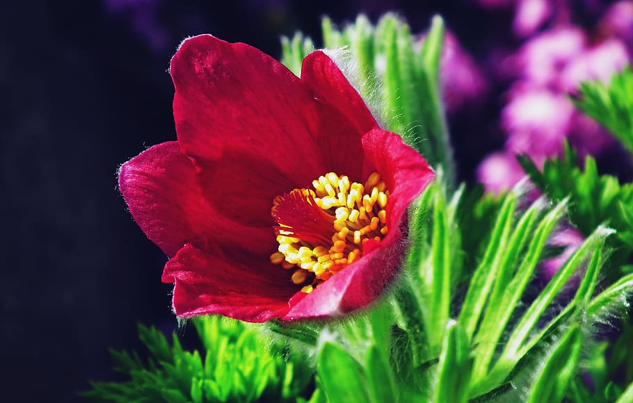 sasanka, flower, red, spring, garden, macro, hairy, nature HD wallpaper