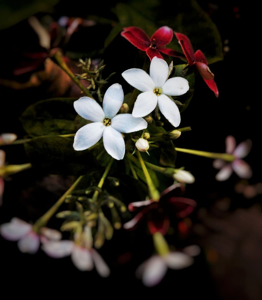 low light, white, flower, dark, night, flowering plant, freshness HD wallpaper