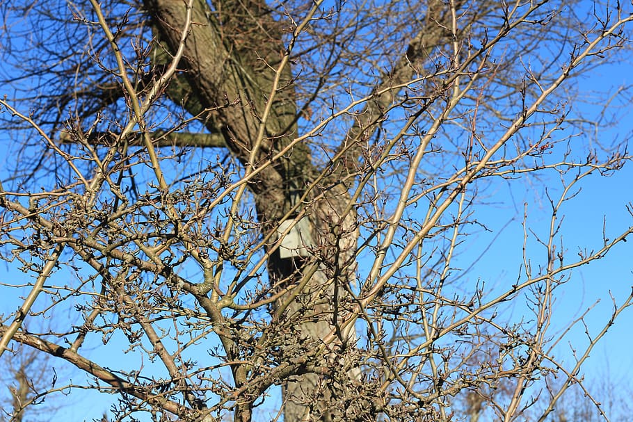 tree, plant, tree trunk, trees, twigs, garden, blue sky, spring HD wallpaper