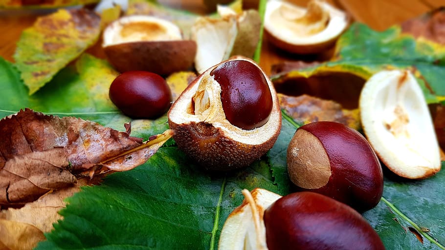 chestnut, horse chestnut, fruiting bodies, leaves, food and drink, HD wallpaper