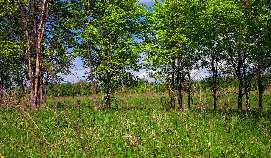 background, environment, forest, grass, green, greenery, landscape HD wallpaper