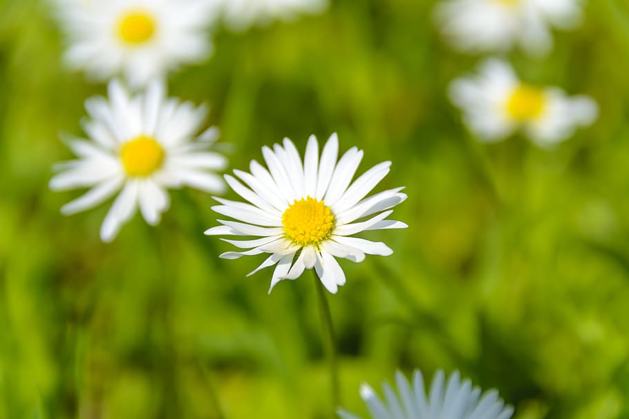 Close Up Photo of White Petal Flower, background, beautiful, blooming HD wallpaper