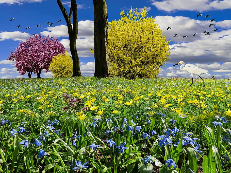 meadow, bird, flying, spring, awakening, fresh, flower, nature HD wallpaper