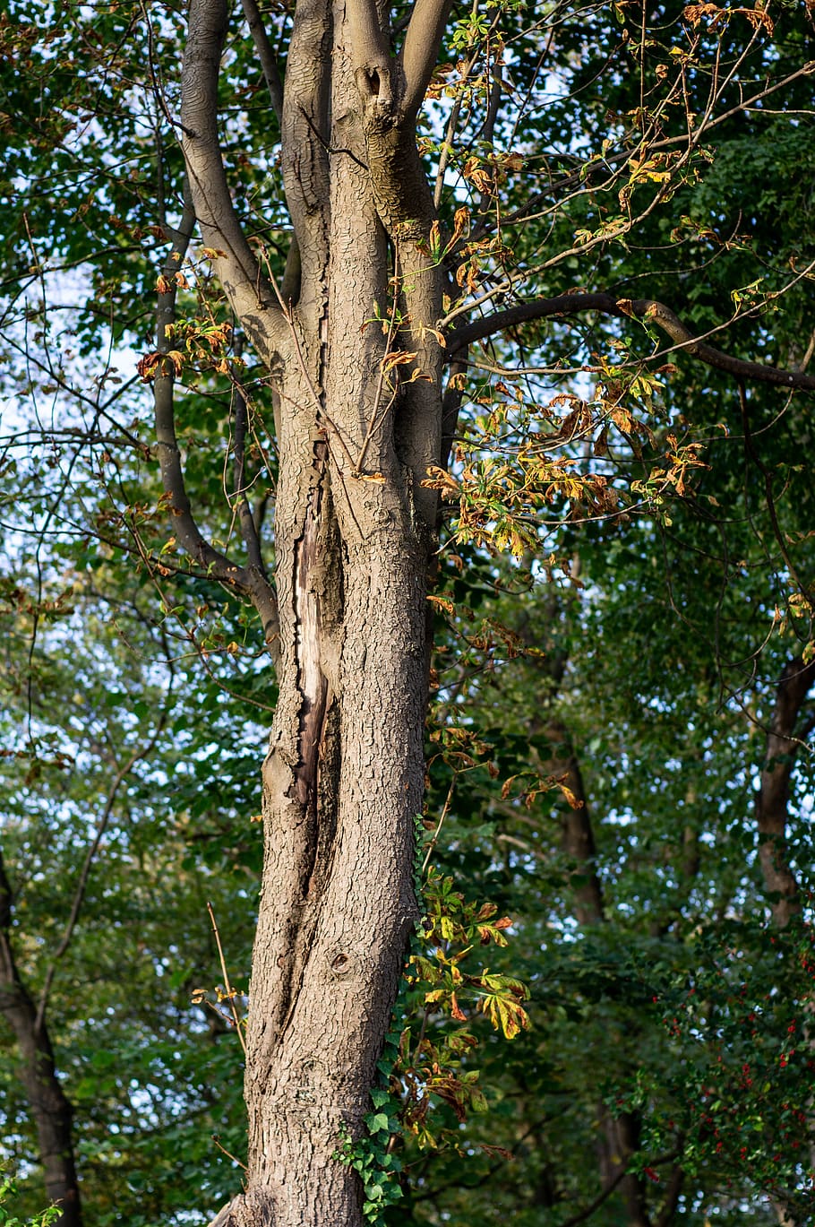 tree, oak, leaves, autumn, autumn mood, nature, bark, burst HD wallpaper