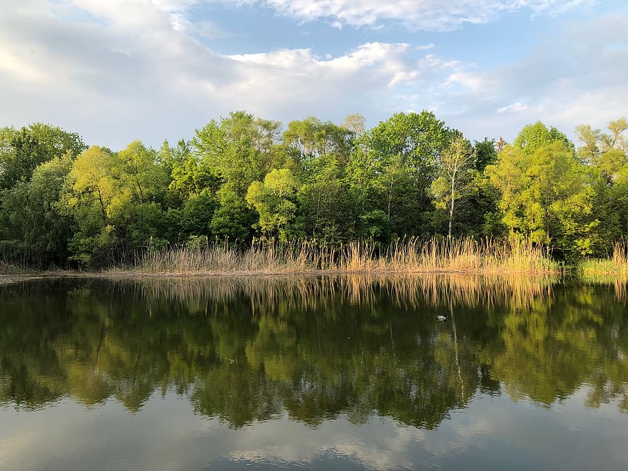 canada, mississauga, trees, forest, pond, reflection, marsh HD wallpaper
